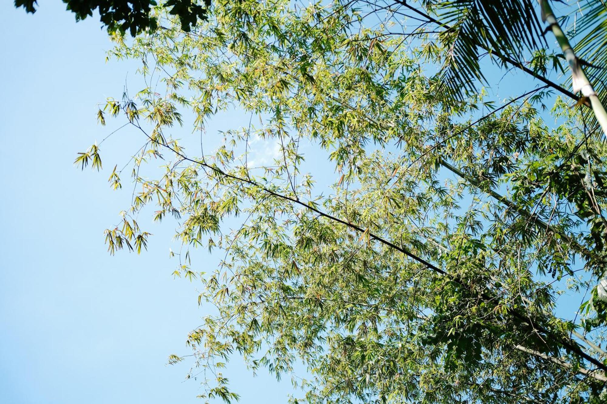 Treehouse De Valentine Villa Balamban Eksteriør bilde